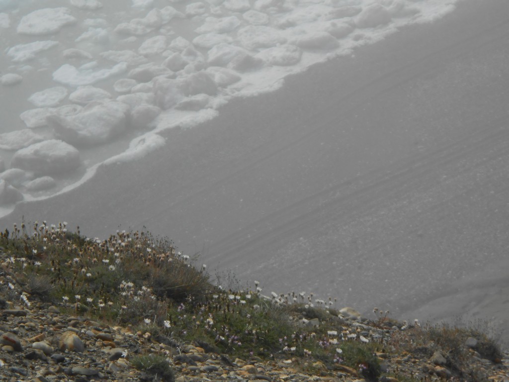 "Slob" ice at the shore near Cape Kellet. August 5, 2013