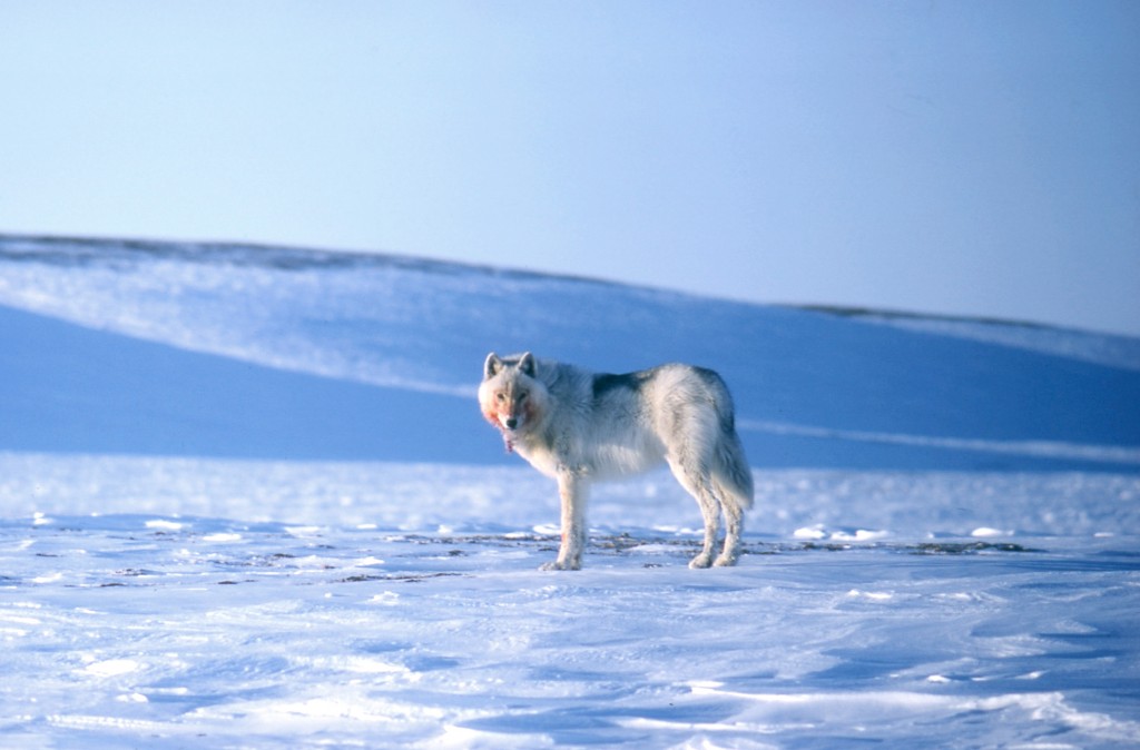 Arctic Wolf at Polar Bear Pass, Bathurst Island
